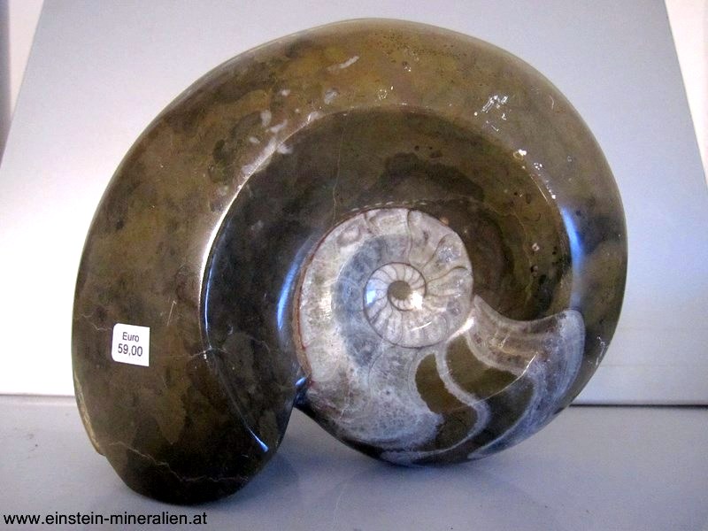 Ammonit poliert